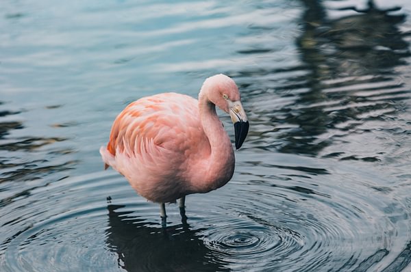 What Are Pheromones?