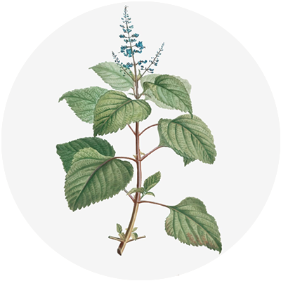 #08 Mint Mirage – Essential Oil Blend