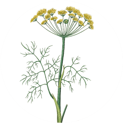 #09 Luminous Amber-Essential Oil Blend