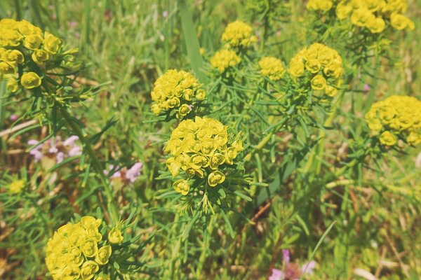 The Origin of Aromatherapy