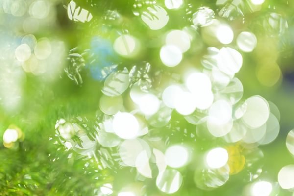 The Journey of Essential Oils in the Human Body: 4 Pathways to Impact Mind and Body