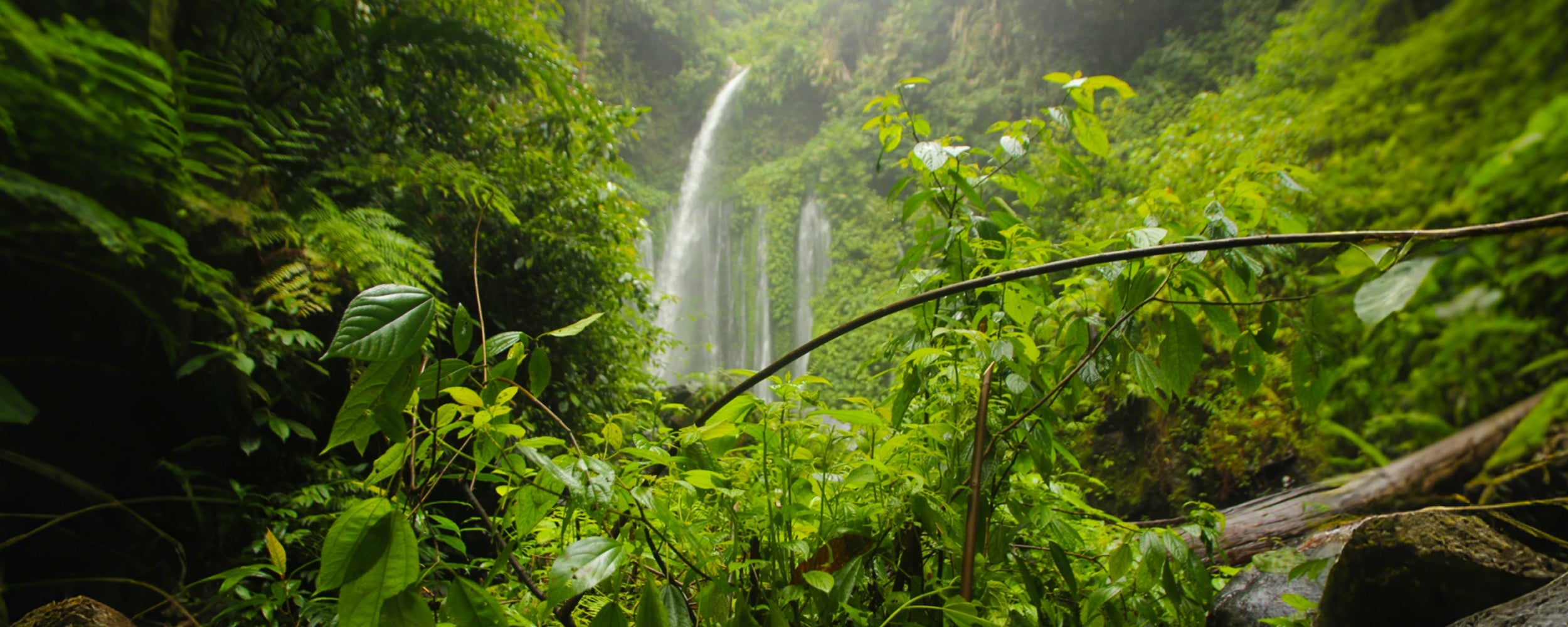 Nature essence