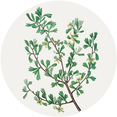 #02 Orchid Reverie – Essential Oil Blend