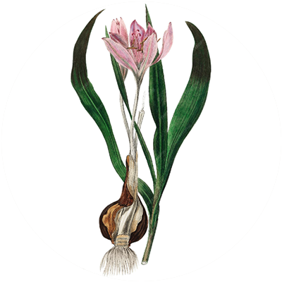 #03 Golden Saffron – Essential Oil Blend