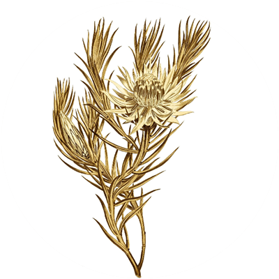 #04 Velvet Haze – Essential Oil Blend