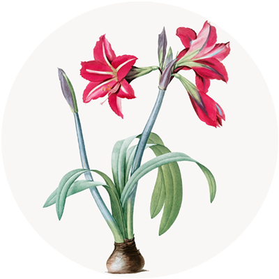 #06 Cedar Bloom – Essential Oil Blend